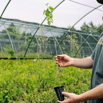 Image of a red mulberry seedling.